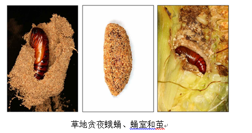 保護和利用夜蛾黑小峰,螟黃赤眼蜂等天敵控制害蟲;在害蟲低密度發生